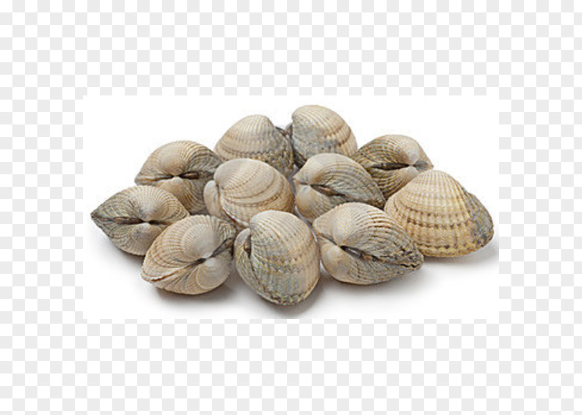 Clam Cockle Shellfish Seafood Mussel PNG