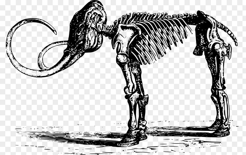 Dinosaur Woolly Mammoth Human Skeleton PNG
