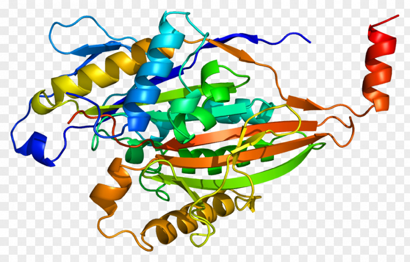 KIF5A KIF5C Kinesin Gene Protein PNG