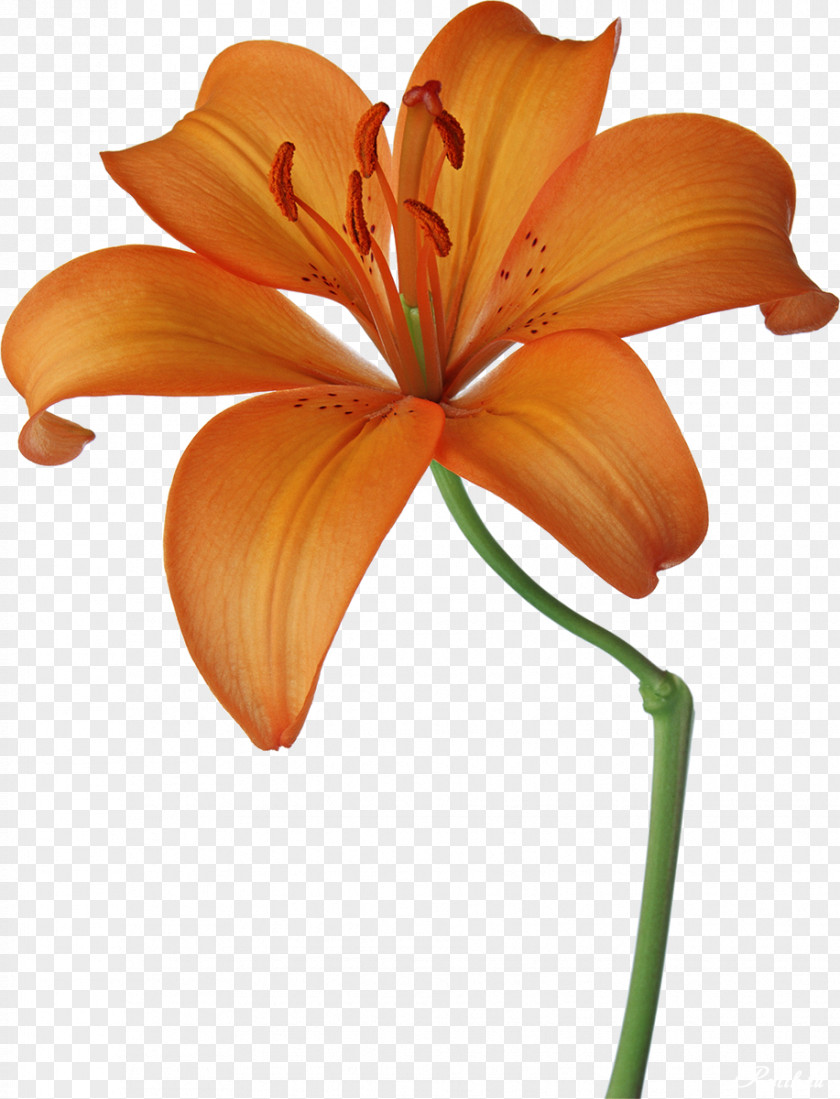 Lilly Lilium Flower Photography Clip Art PNG