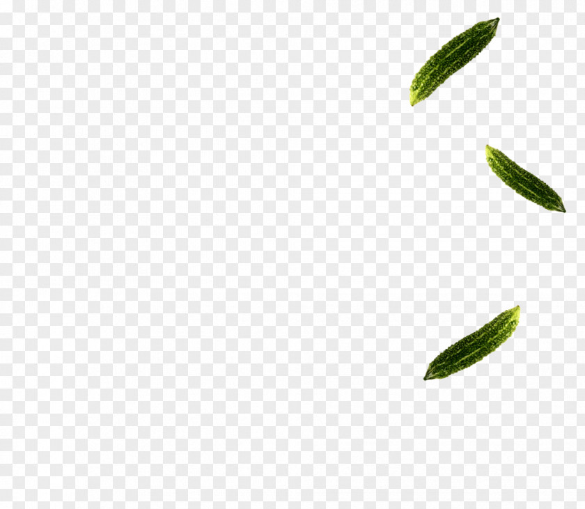 Machine Leaf Branch Tree Plant Stem PNG