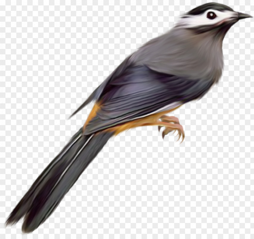 Photoshop Bird Common Starling Desktop Wallpaper Clip Art PNG