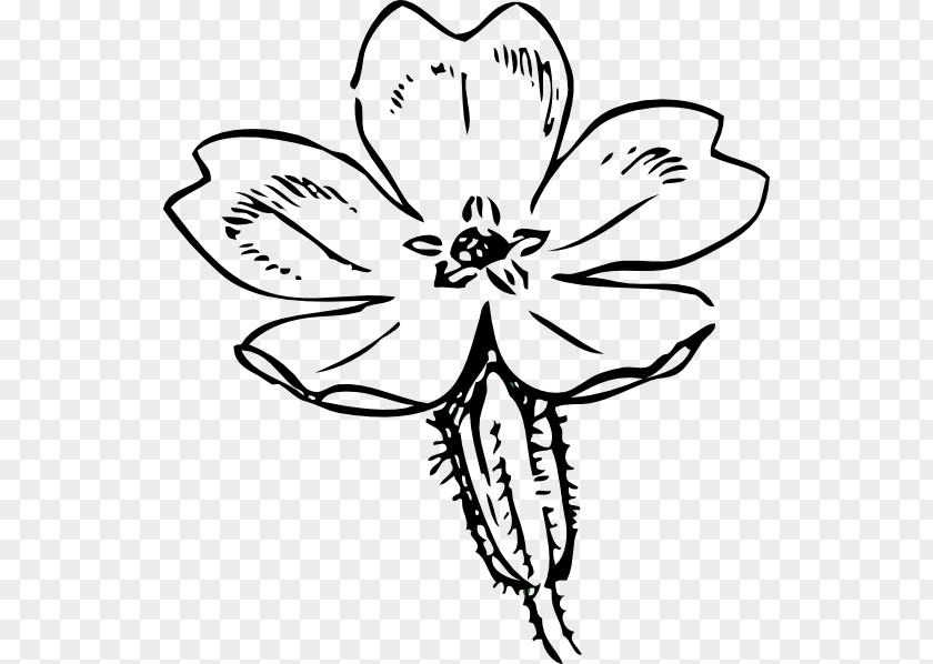 Primrose Drawing Clip Art PNG