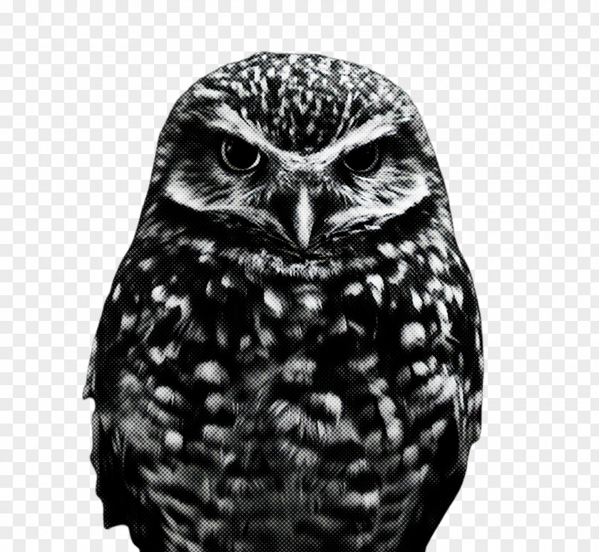 Screech Owl Blackandwhite Bird Of Prey Black Beak PNG