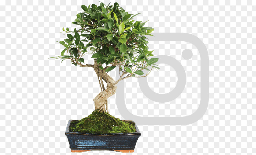 Tree Chinese Sweet Plum Ficus Retusa Bonsai Weeping Fig PNG