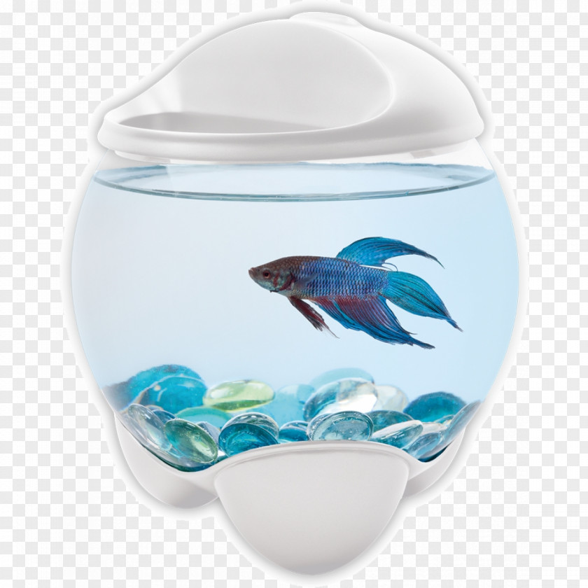 Betta Siamese Fighting Fish Goldfish Aquarium Tetra PNG