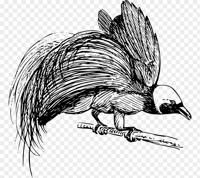 Bird Goldie's Bird-of-paradise Drawing Clip Art PNG