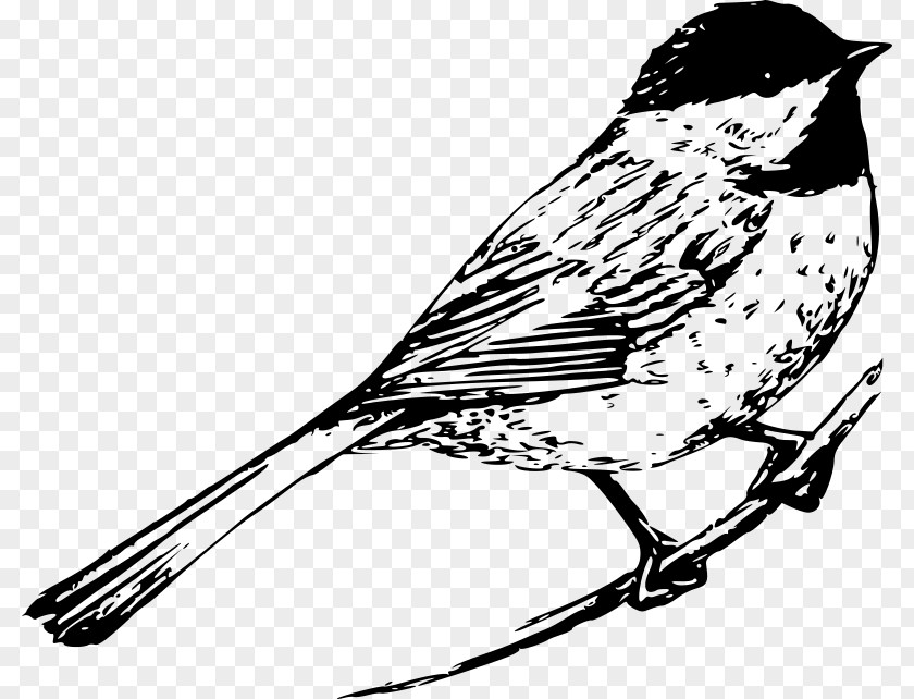Black Cap All The Bright Places Finches Songbird Violet Clip Art PNG