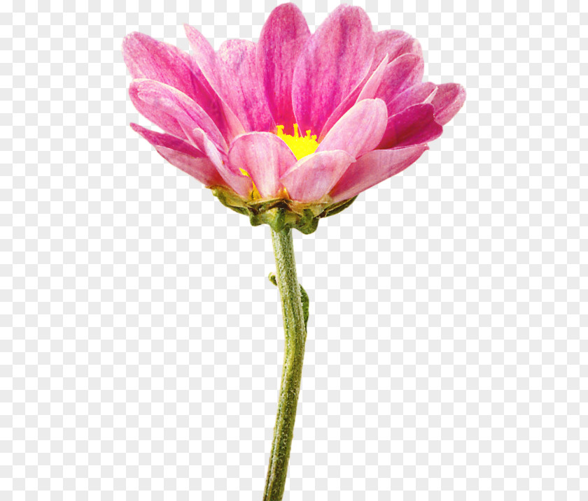Cosmos Wildflower Lily Flower Cartoon PNG