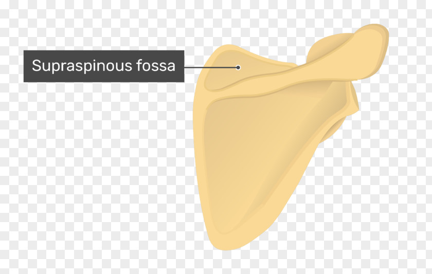 Fossa Supraspinatous Scapula Supraspinatus Muscle Anatomy Infraspinatous PNG