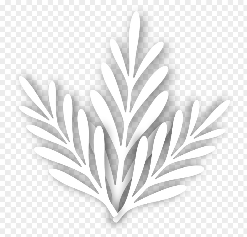 Leaf White Tree PNG