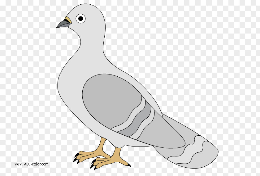 Pigeon English Carrier Columbidae Drawing Typical Pigeons Clip Art PNG