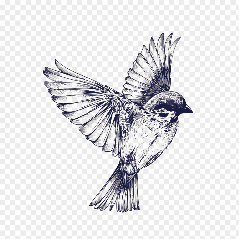 Vector Hand Painted Sparrow Bird Flight Tattoo Drawing Swallow PNG