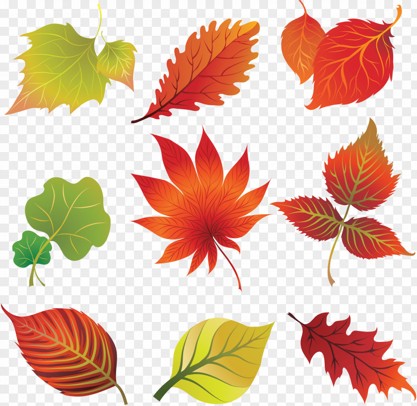 Autumn Leaves Leaf Color Art Clip PNG