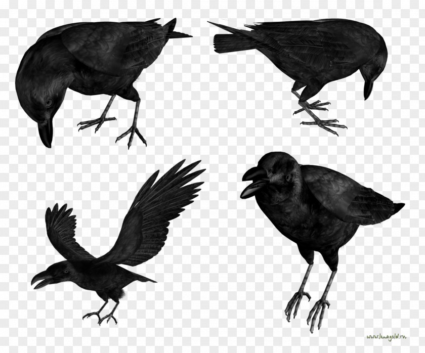Crow American Common Raven PNG