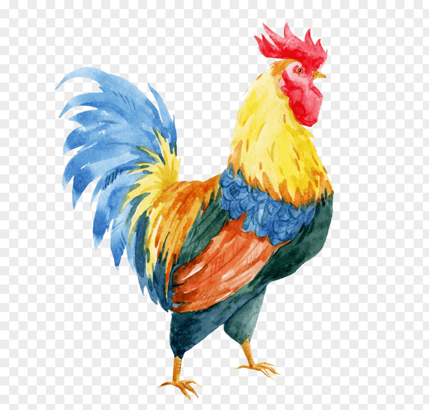 Hahn Rot Chicken Vector Graphics Stock Photography Rooster Illustration PNG