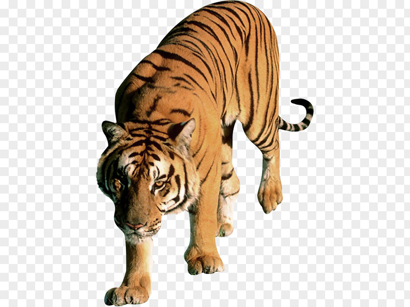 Leopard Felidae Lion Bengal Tiger PNG