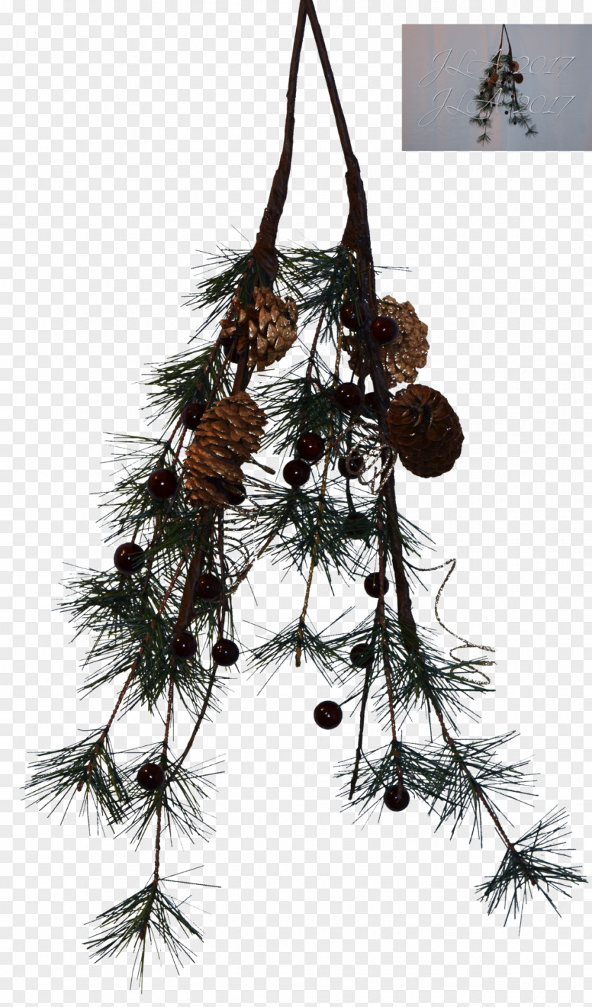 Pine Cone Tree Branch PNG