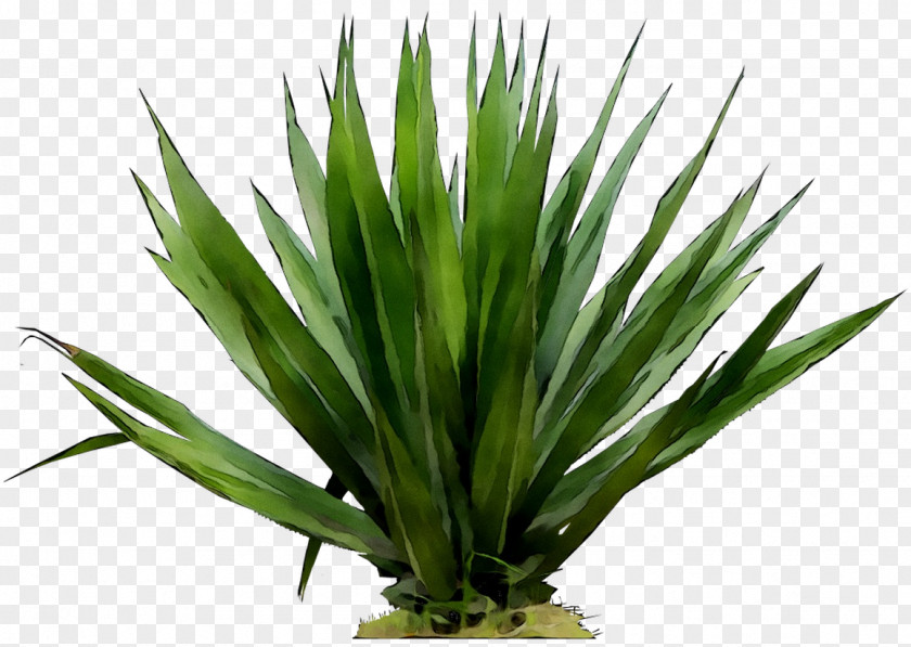 Agave Tequilana Grasses PNG