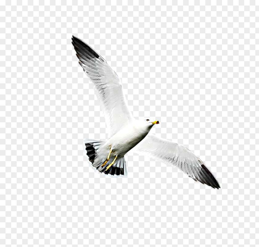Flying Seagull Sxf6z Saz U0130stanbul Sislendi Hava PNG
