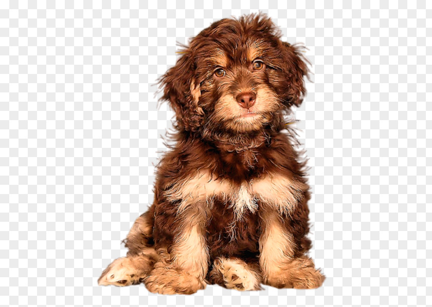 Puppy Cockapoo Goldendoodle Cavapoo Schnoodle PNG