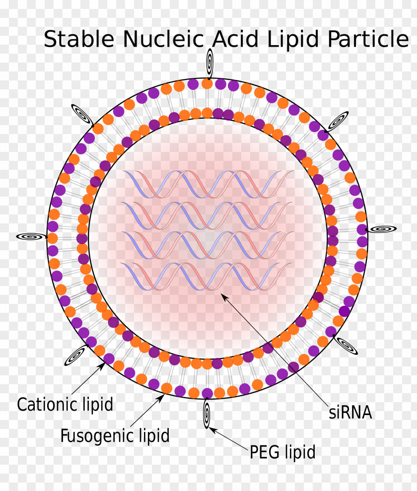 Rna Virus Particle Stable Nucleic Acid Lipid Solid Nanoparticle PNG