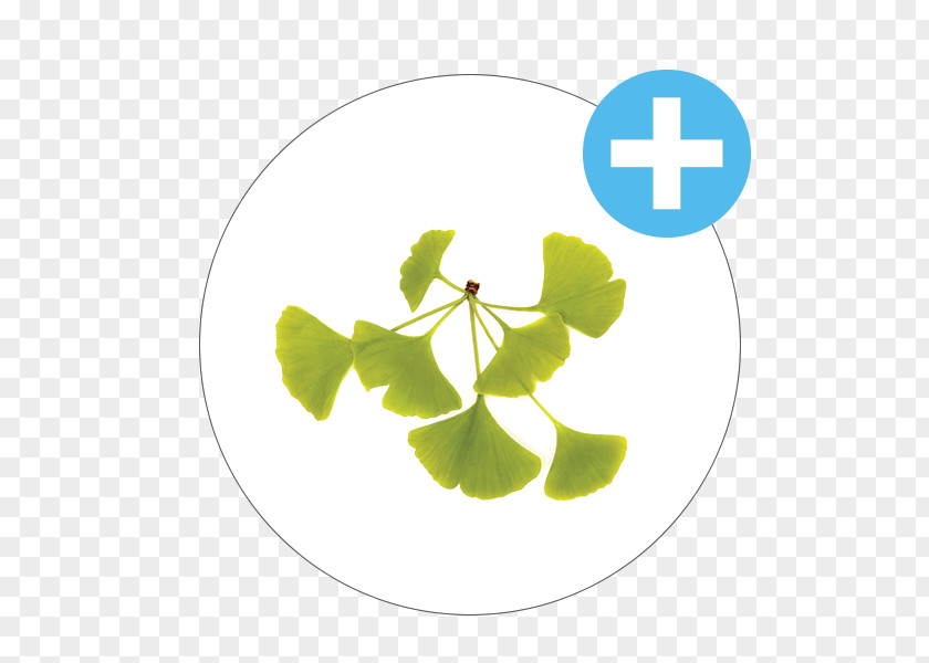 Tree Ginkgo Biloba Stock Photography PNG