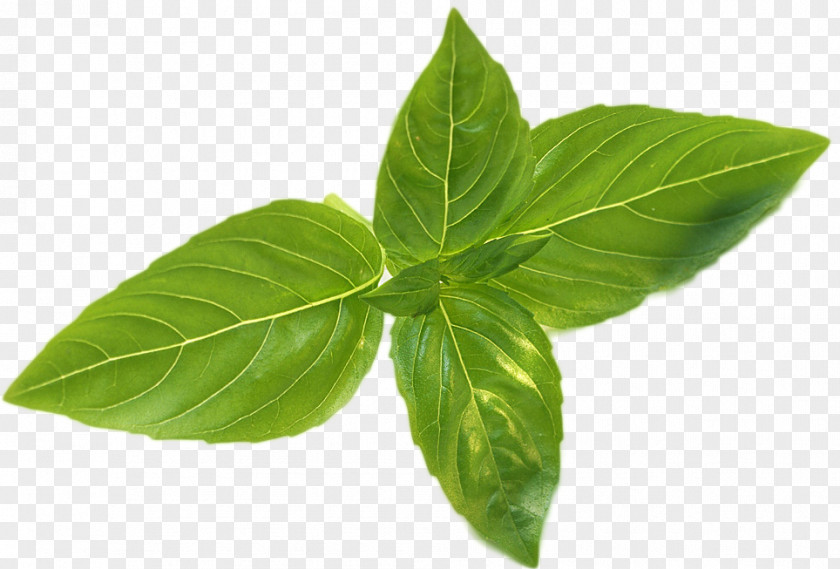 Leaf Basil Leaflet Coffee Fines Herbes PNG