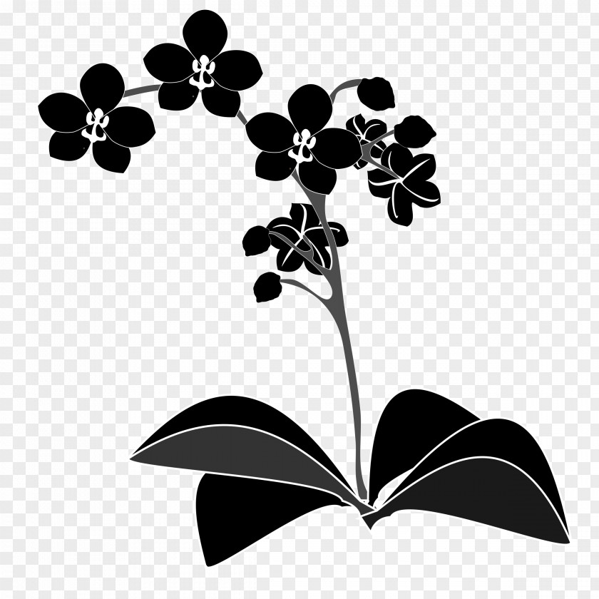 Orchid Vector Orchids Clip Art PNG