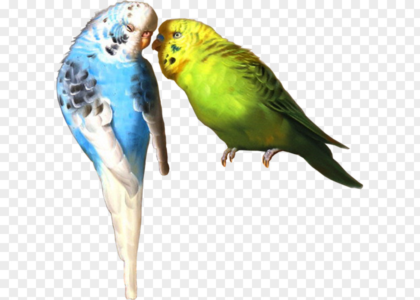 Parrot Budgerigar Lovebird Macaw Parakeet PNG