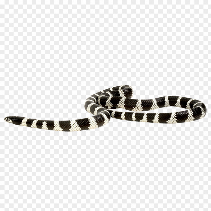 Snake Scaled Reptiles Python PNG