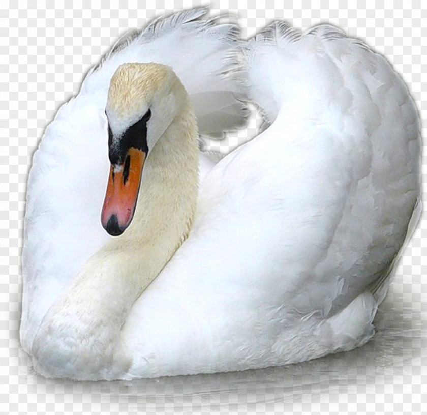 Swan Cygnini Duck Bird Goose Anatidae PNG