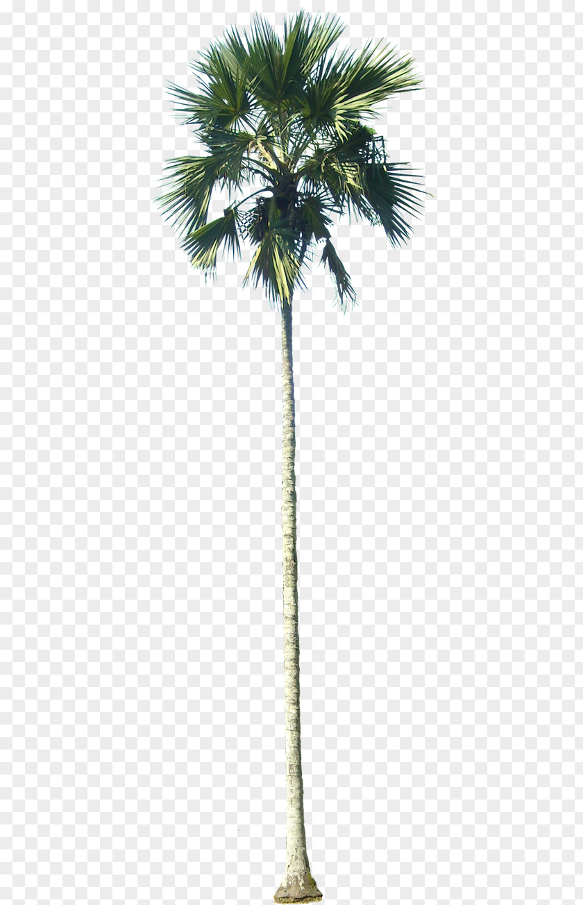 Tree Arecaceae Latania Barringtonia Asiatica PNG