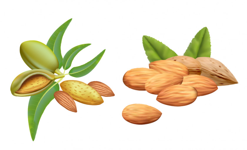 Almond Oil Vector Graphics Clip Art Carrier PNG