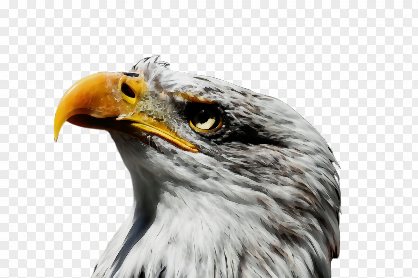 Closeup Hawk Bird Beak Of Prey Eagle Accipitridae PNG