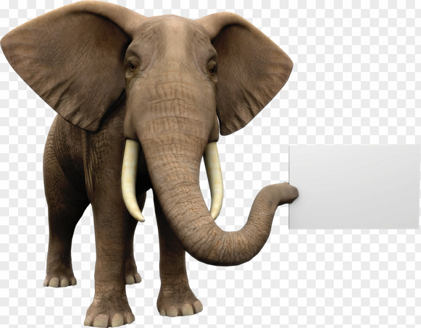 Cute Elephant African Royalty-free Stock Photography Holding Company PNG