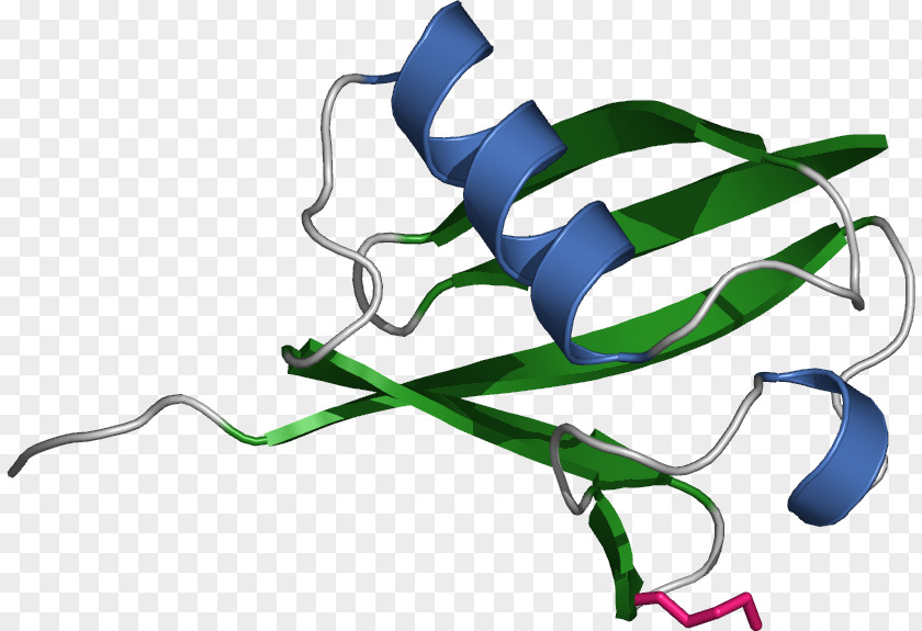 E Coli Cartoon Ubiquitination Protein Histone Proteasome PNG
