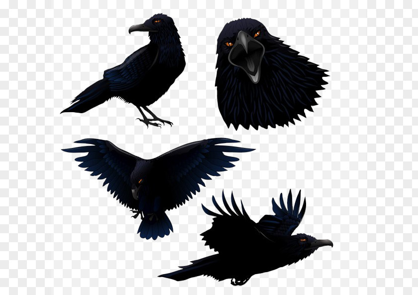 Black Crows Common Raven Bird Clip Art PNG