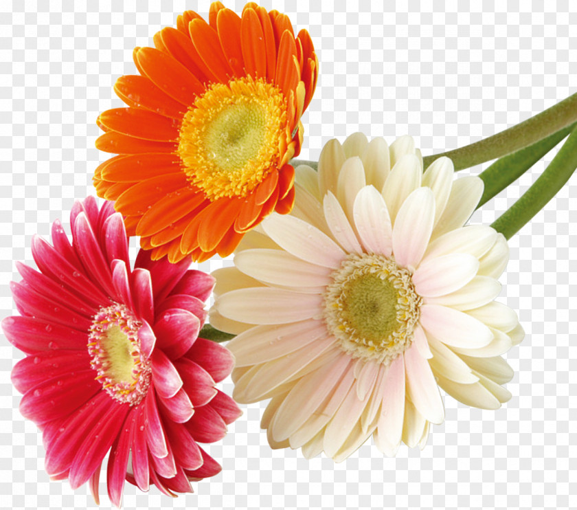Flower Bouquet Nosegay PNG