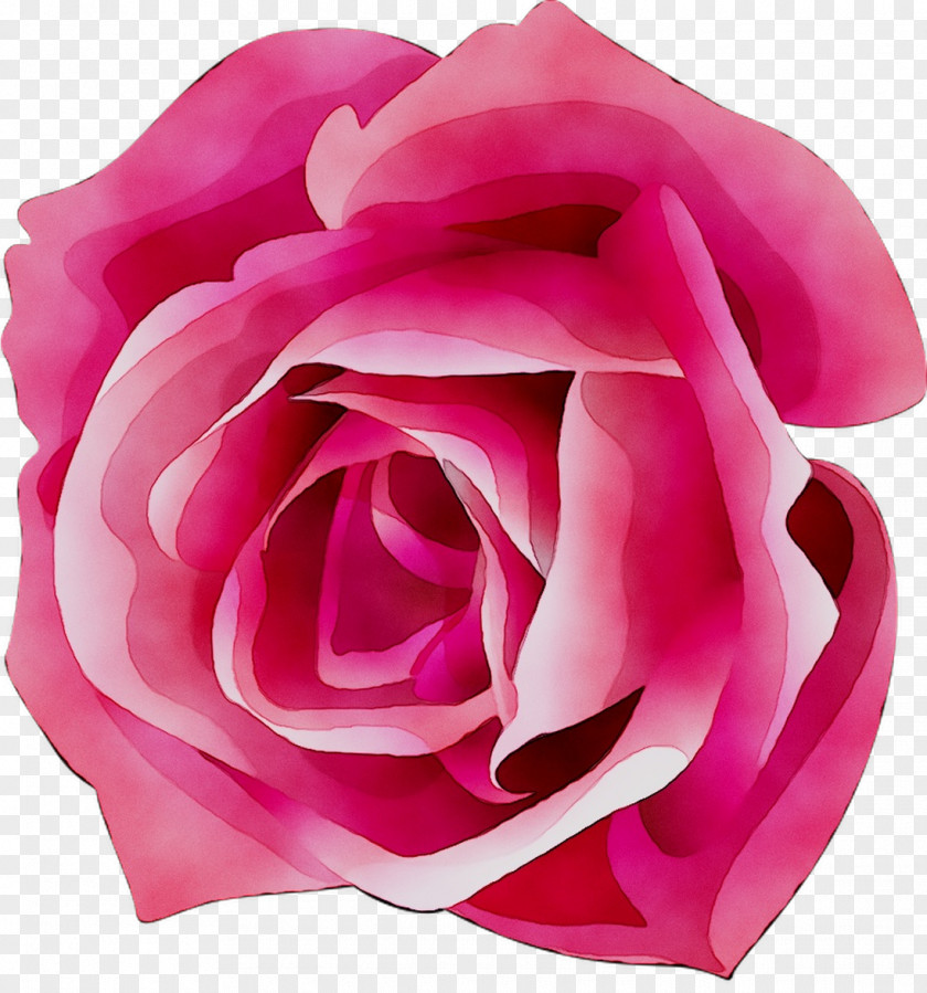 Garden Roses Cabbage Rose Floribunda Cut Flowers PNG