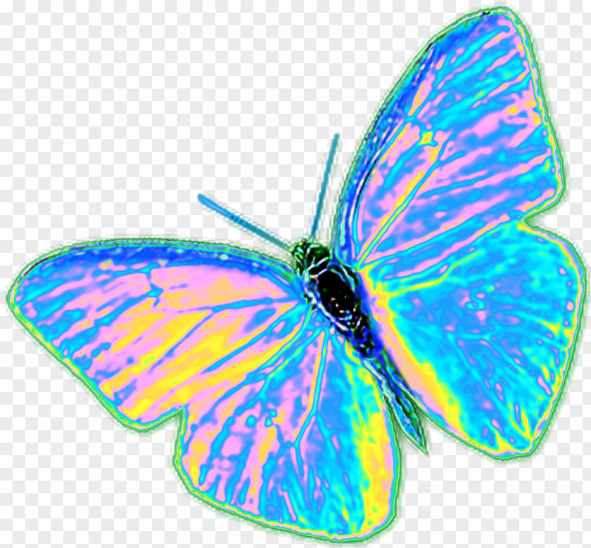 Lycaenid Wing Butterfly Cartoon PNG