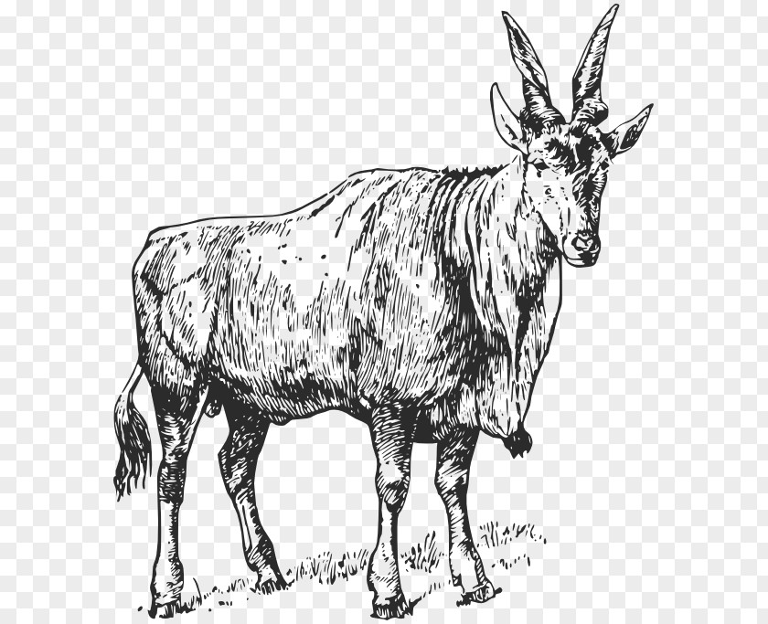 Oryx Goat Cattle PNG
