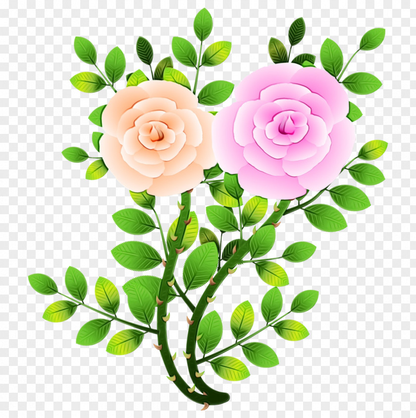 Petal Branch Garden Roses PNG