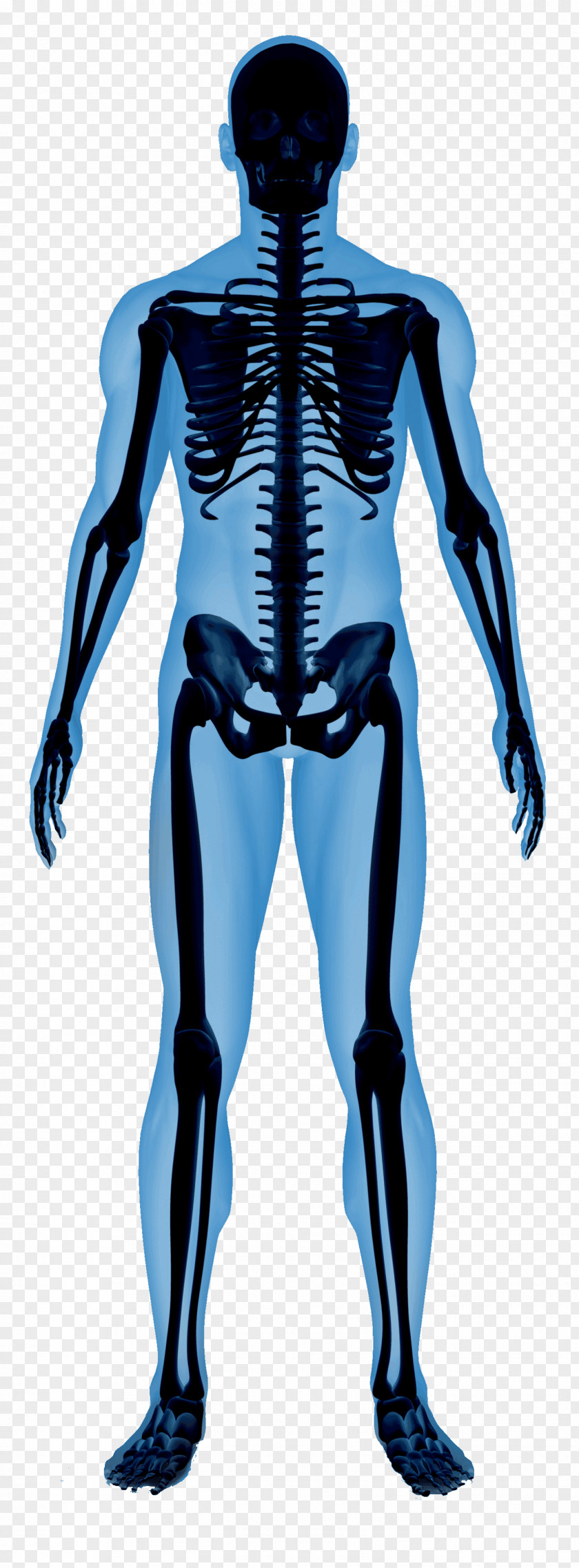 Radial Tuberosity Anatomy Human Skeleton Body PNG