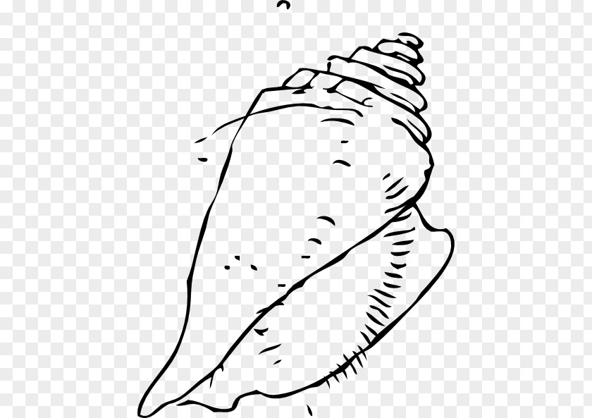 Sea Shell Clipart Seashell Drawing Clip Art PNG