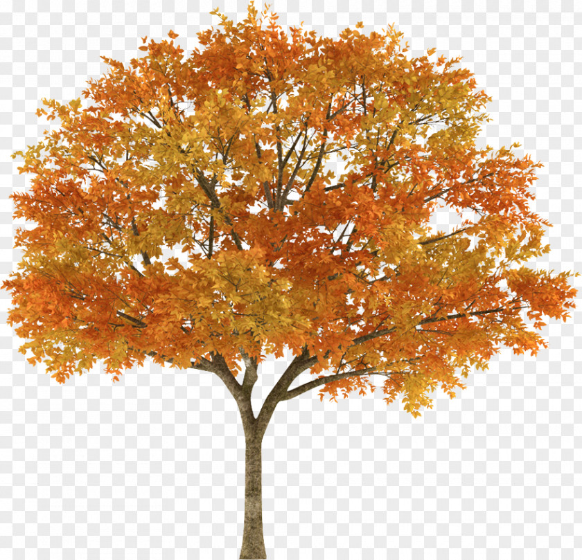 Tree Top Autumn Maple Stock Photography Branch PNG