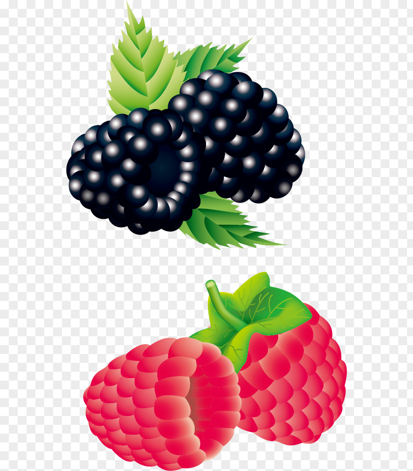 Vector Raspberry Strawberry Blackberry PNG