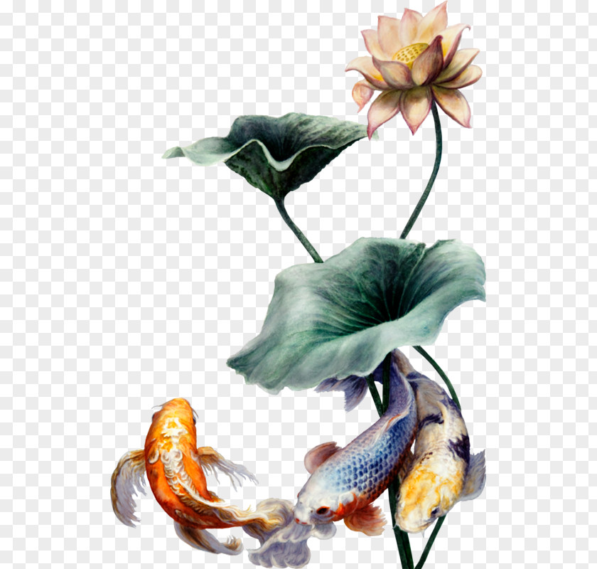 Anthurium Plant Flowers Background PNG