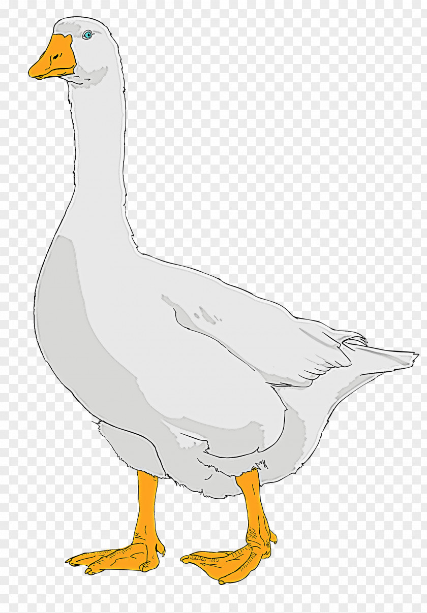 Bird Beak Duck Goose Water PNG