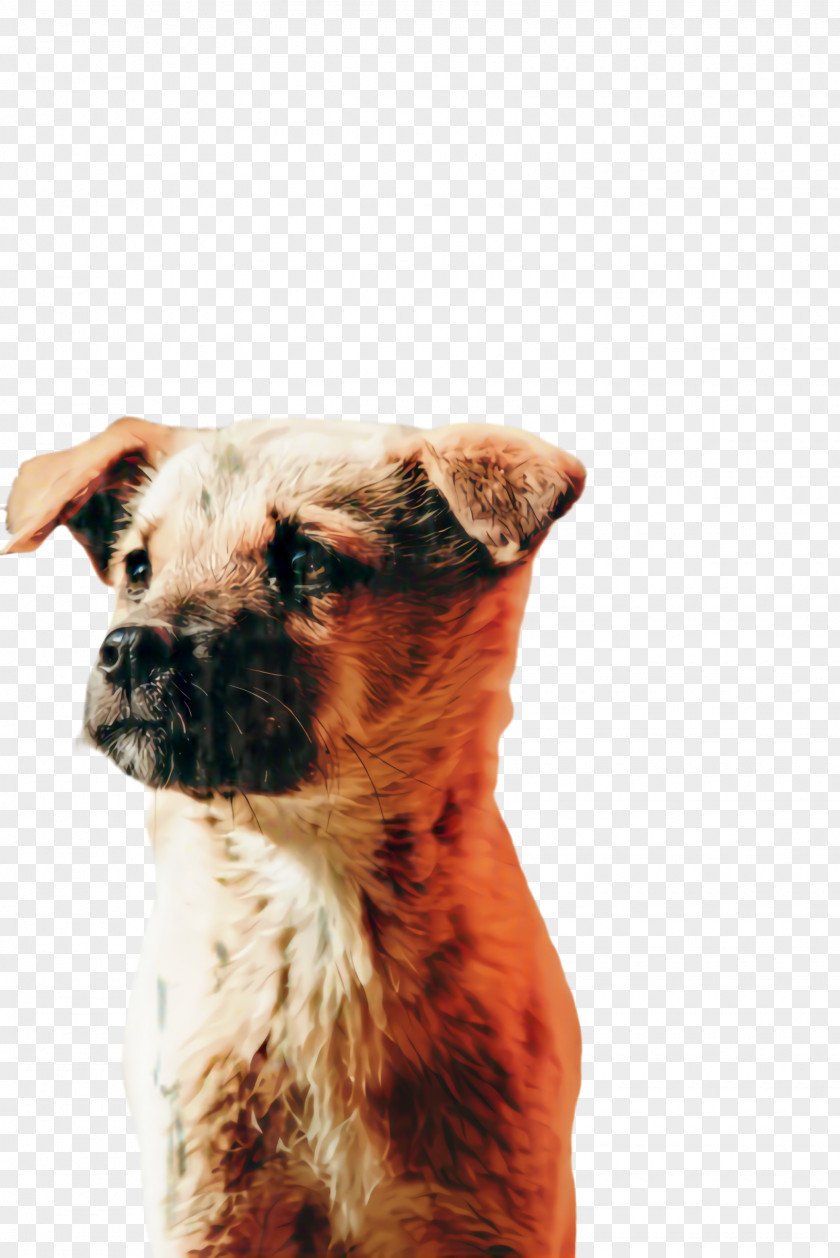 Fawn Border Terrier Cute PNG